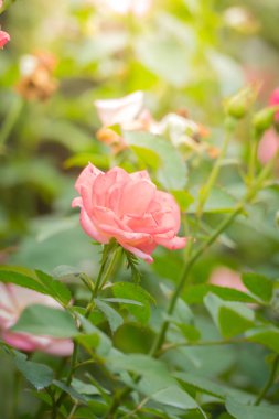 Bahçedeki güller, güzel güneşli bir günde güller güzeldir..