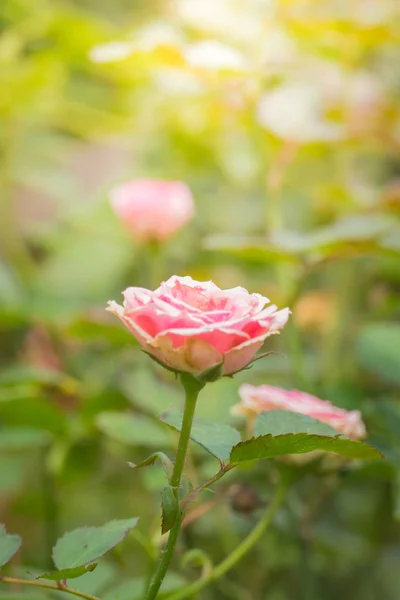 Rosas Jardín Rosas Son Hermosas Con Hermoso Día Soleado — Foto de Stock