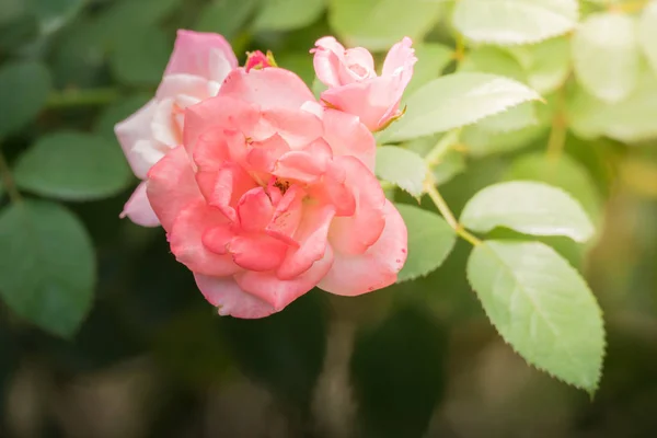 Rosas Jardín Rosas Son Hermosas Con Hermoso Día Soleado — Foto de Stock