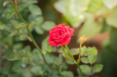 Bahçedeki güller, güzel güneşli bir günde güller güzeldir..