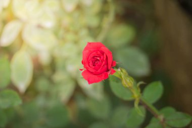 Bahçedeki güller, güzel güneşli bir günde güller güzeldir..