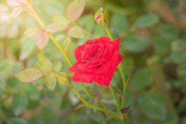 Bahçedeki güller, güzel güneşli bir günde güller güzeldir..