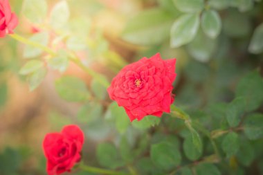 Bahçedeki güller, güzel güneşli bir günde güller güzeldir..