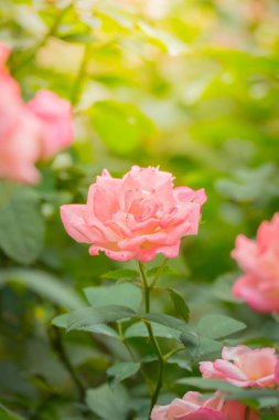 Bahçedeki güller, güzel güneşli bir günde güller güzeldir..