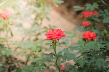 Bahçedeki güller, güzel güneşli bir günde güller güzeldir..