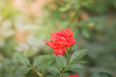 Bahçedeki güller, güzel güneşli bir günde güller güzeldir..