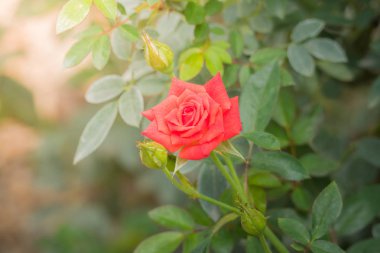 Bahçedeki güller, güzel güneşli bir günde güller güzeldir..