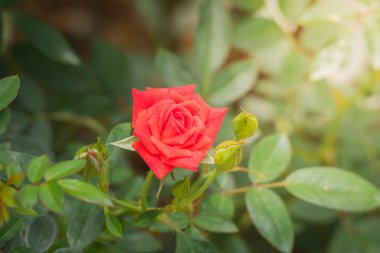 Bahçedeki güller, güzel güneşli bir günde güller güzeldir..
