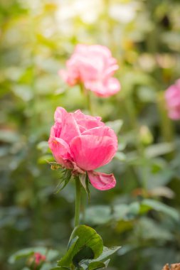 Bahçedeki güller, güzel güneşli bir günde güller güzeldir..