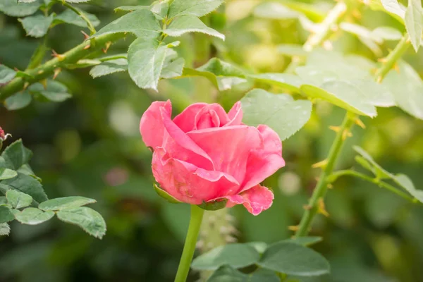 Bahçedeki güller, güzel güneşli bir günde güller güzeldir..