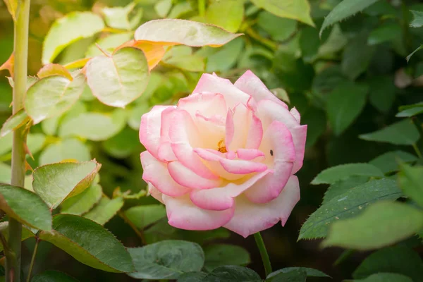 Bahçedeki güller, güzel güneşli bir günde güller güzeldir..