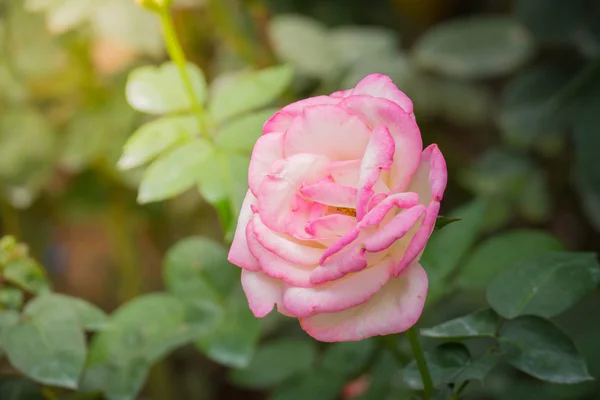 Rosas Jardín Rosas Son Hermosas Con Hermoso Día Soleado — Foto de Stock