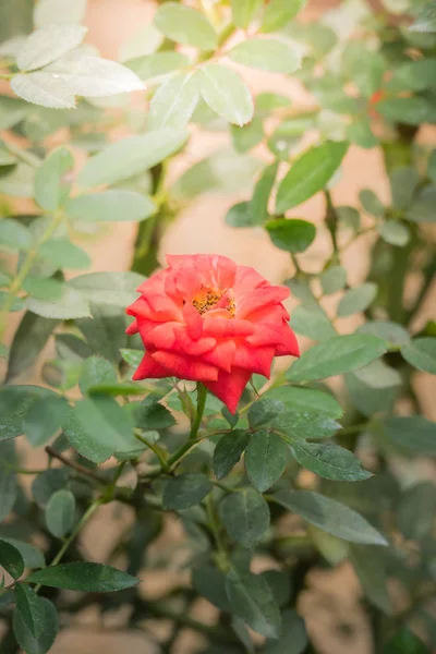 Bahçedeki güller, güzel güneşli bir günde güller güzeldir..