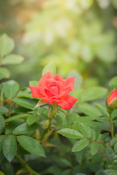 Rozen Tuin Rozen Zijn Mooi Met Een Mooie Zonnige Dag — Stockfoto