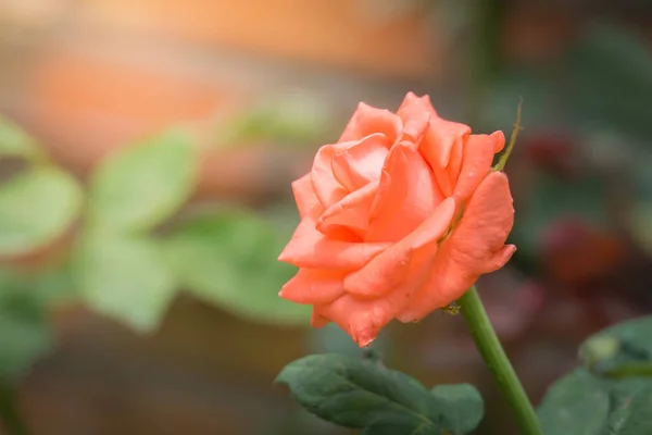 Rosas Jardín Rosas Son Hermosas Con Hermoso Día Soleado — Foto de Stock