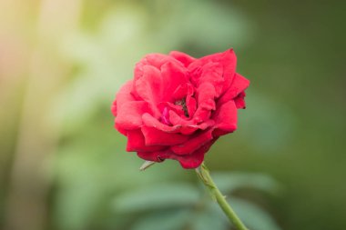 Bahçedeki güller, güzel güneşli bir günde güller güzeldir..