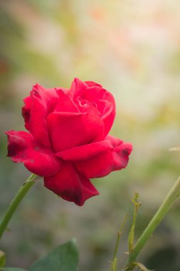 Bahçedeki güller, güzel güneşli bir günde güller güzeldir..