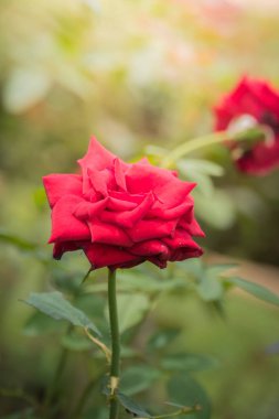 Bahçedeki güller, güzel güneşli bir günde güller güzeldir..