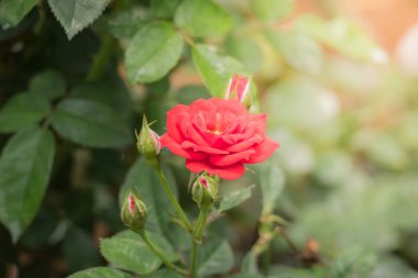 Bahçedeki güller, güzel güneşli bir günde güller güzeldir..
