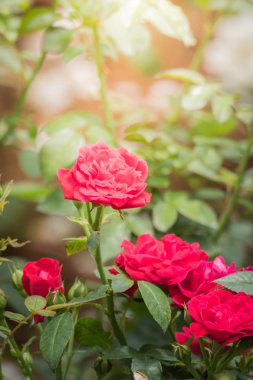 Bahçedeki güller, güzel güneşli bir günde güller güzeldir..