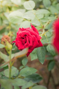 Bahçedeki güller, güzel güneşli bir günde güller güzeldir..