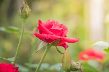 Bahçedeki güller, güzel güneşli bir günde güller güzeldir..