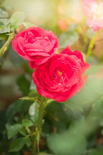 Rosas Jardín Rosas Son Hermosas Con Hermoso Día Soleado —  Fotos de Stock