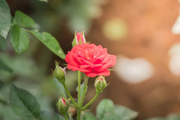 花园里的玫瑰 玫瑰是美丽的 阳光灿烂 — 图库照片