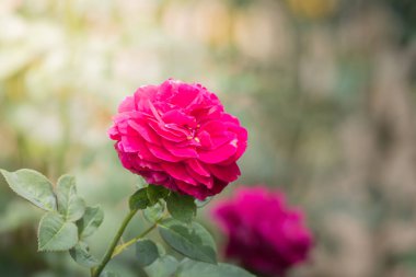 Bahçedeki güller, güzel güneşli bir günde güller güzeldir..