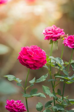 Bahçedeki güller, güzel güneşli bir günde güller güzeldir..