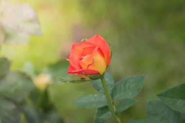 Bahçedeki güller, güzel güneşli bir günde güller güzeldir..