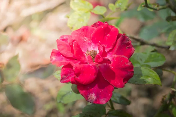 Rosas Jardim Rosas São Bonitas Com Belo Dia Ensolarado — Fotografia de Stock