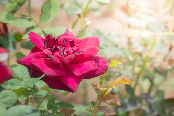 Bahçedeki güller, güzel güneşli bir günde güller güzeldir..