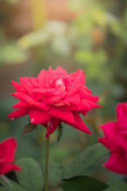 Bahçedeki güller, güzel güneşli bir günde güller güzeldir..