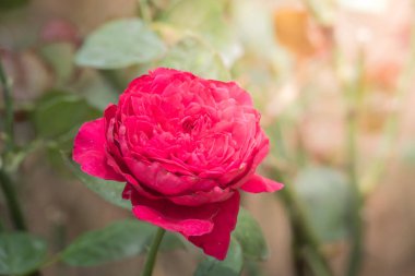 Bahçedeki güller, güzel güneşli bir günde güller güzeldir..