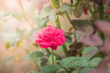 Bahçedeki güller, güzel güneşli bir günde güller güzeldir..