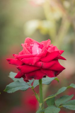 Bahçedeki güller, güzel güneşli bir günde güller güzeldir..