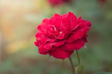 Bahçedeki güller, güzel güneşli bir günde güller güzeldir..