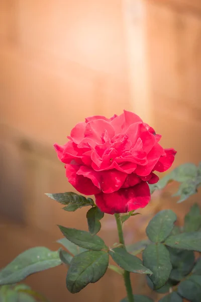 Rosas Jardim Rosas São Bonitas Com Belo Dia Ensolarado — Fotografia de Stock