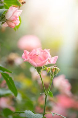 Bahçedeki güller, güzel güneşli bir günde güller güzeldir..