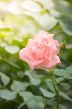 Bahçedeki güller, güzel güneşli bir günde güller güzeldir..