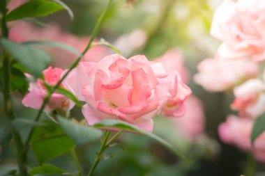 Bahçedeki güller, güzel güneşli bir günde güller güzeldir..