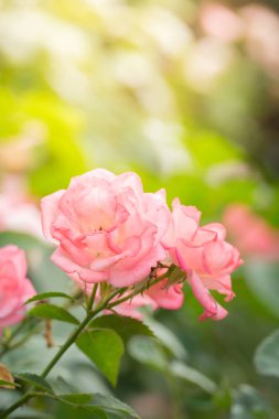 Bahçedeki güller, güzel güneşli bir günde güller güzeldir..