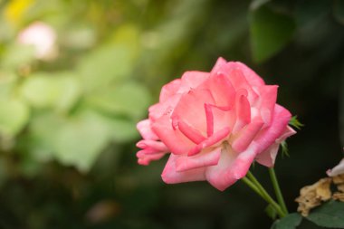 Bahçedeki güller, güzel güneşli bir günde güller güzeldir..