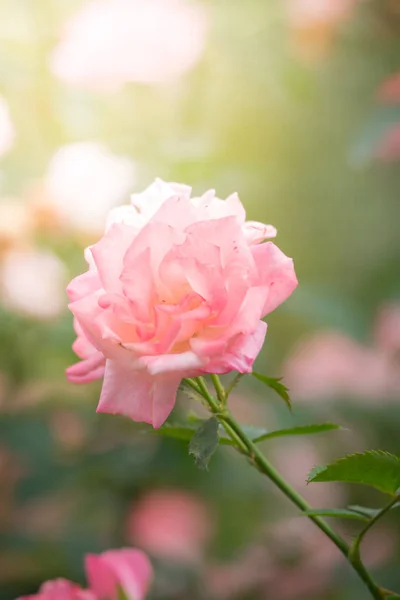 Rosas Jardín Rosas Son Hermosas Con Hermoso Día Soleado — Foto de Stock