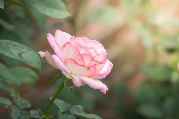 Rosas Jardín Rosas Son Hermosas Con Hermoso Día Soleado — Foto de Stock