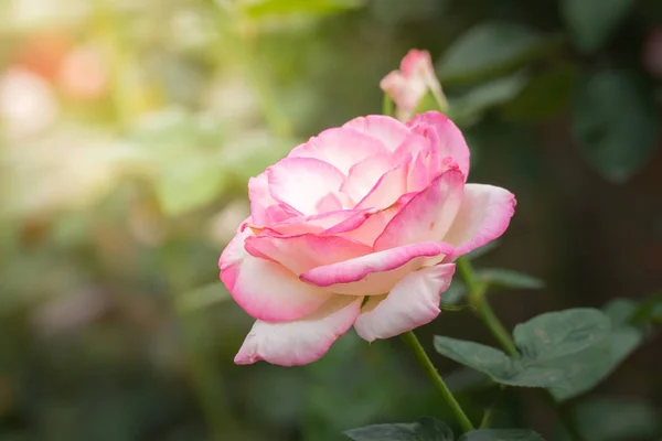 Rosas Jardín Rosas Son Hermosas Con Hermoso Día Soleado — Foto de Stock