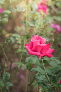 Bahçedeki güller, güzel güneşli bir günde güller güzeldir..
