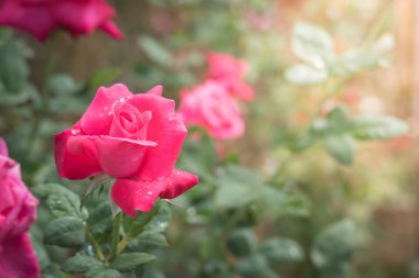 Bahçedeki güller, güzel güneşli bir günde güller güzeldir..