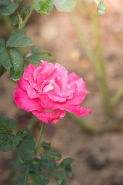 Bahçedeki güller, güzel güneşli bir günde güller güzeldir..